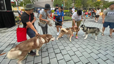 威省市政厅成为我国首个举办“Fur-A-Thon”与爱犬同跑活动！吸引近60名宠主与爱犬同跑全程1.7公里。